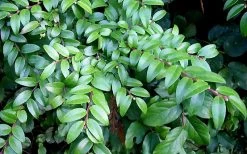 Evergreen Huckleberry (Vaccinium Ovatum) - 1 Gallon Pot -Garden & Outdoor Sale Shop vaccinium ovatum evergreen huckleberry 12