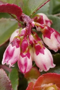 Evergreen Huckleberry (Vaccinium Ovatum) - 1 Gallon Pot -Garden & Outdoor Sale Shop vaccinium ovatum evergreen huckleberry 4