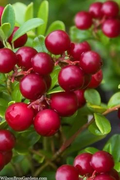 Red Candy Ligonberry (Vaccinum Vitis-idaea) - 1 Gallon -Garden & Outdoor Sale Shop vaccinum vitis idaea red candy ligonberry 2