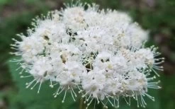Maple Leaf Viburnum - 1 Gallon Pot -Garden & Outdoor Sale Shop viburnum acerifolium maple leaf 15 1