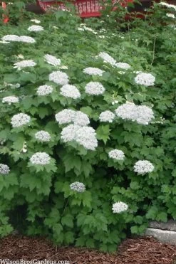 Maple Leaf Viburnum - 3 Gallon Pot -Garden & Outdoor Sale Shop viburnum acerifolium maple leaf 16 2