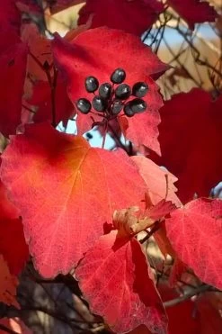 Maple Leaf Viburnum - 3 Pack Of 1.5 Quart Pots -Garden & Outdoor Sale Shop viburnum acerifolium maple leaf 2