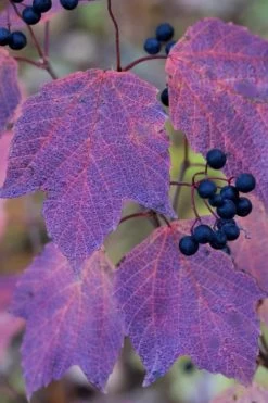 Maple Leaf Viburnum - 3 Gallon Pot -Garden & Outdoor Sale Shop viburnum acerifolium maple leaf 3 2