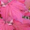 Maple Leaf Viburnum - 3 Gallon Pot -Garden & Outdoor Sale Shop viburnum acerifolium maple leaf 8 4