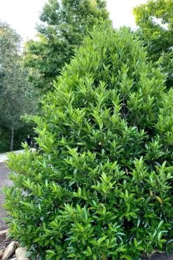 Mirror Leaf Sweet Viburnum - 7 Gallon Pot (3-4') -Garden & Outdoor Sale Shop viburnum awabuki chindo 3 1