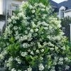 Mirror Leaf Sweet Viburnum - 3 Gallon Pot 2 Mirror Leaf Sweet Viburnum - 3 Gallon Pot -Garden & Outdoor Sale Shop viburnum awabuki chindo 30 2