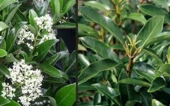 Mirror Leaf Sweet Viburnum - 7 Gallon Pot (2-3') -Garden & Outdoor Sale Shop viburnum awabuki chindo 4