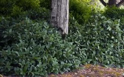 David Viburnum - 3 Gallon Pot 22 David Viburnum - 3 Gallon Pot -Garden & Outdoor Sale Shop viburnum davidii 12