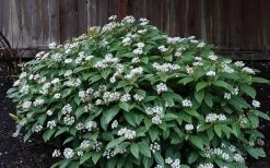 David Viburnum - 3 Gallon Pot 24 David Viburnum - 3 Gallon Pot -Garden & Outdoor Sale Shop viburnum davidii 14