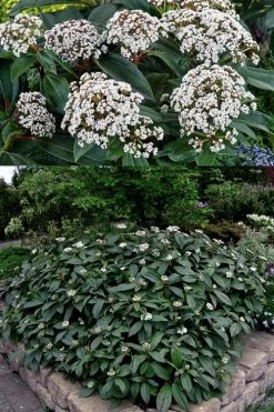 David Viburnum - 3 Gallon Pot 18 David Viburnum - 3 Gallon Pot -Garden & Outdoor Sale Shop viburnum davidii 15