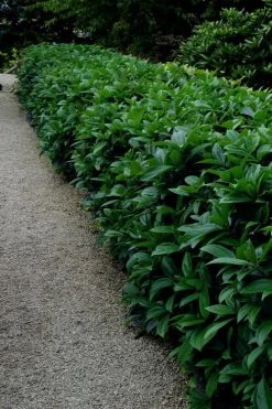 David Viburnum - 3 Gallon Pot 27 David Viburnum - 3 Gallon Pot -Garden & Outdoor Sale Shop viburnum davidii 17