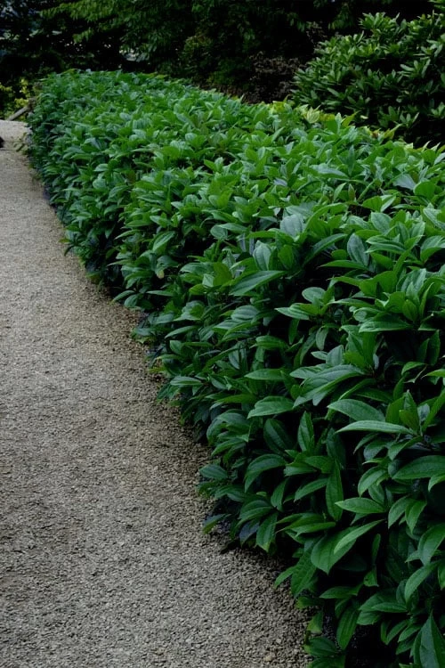 David Viburnum - 3 Gallon Pot 15 David Viburnum - 3 Gallon Pot - Image 13