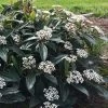 David Viburnum - 3 Gallon Pot -Garden & Outdoor Sale Shop viburnum davidii 18