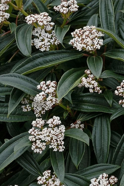 David Viburnum - 3 Gallon Pot 11 David Viburnum - 3 Gallon Pot - Image 9