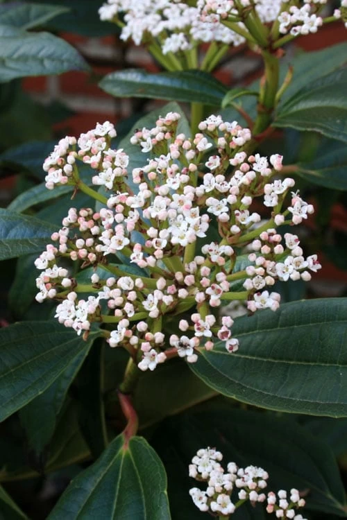 David Viburnum - 3 Gallon Pot 8 David Viburnum - 3 Gallon Pot - Image 6