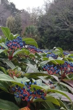 David Viburnum - 3 Gallon Pot 25 David Viburnum - 3 Gallon Pot -Garden & Outdoor Sale Shop viburnum davidii 6