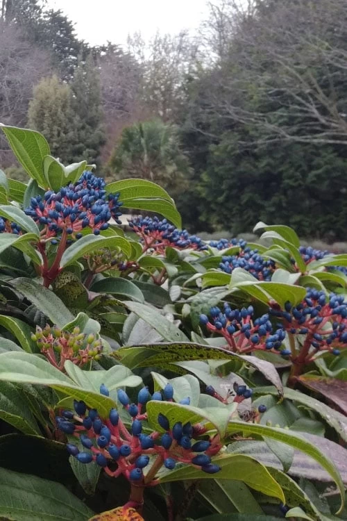 David Viburnum - 3 Gallon Pot 13 David Viburnum - 3 Gallon Pot - Image 11