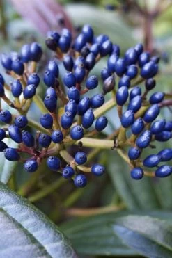 David Viburnum - 3 Gallon Pot 21 David Viburnum - 3 Gallon Pot -Garden & Outdoor Sale Shop viburnum davidii 7