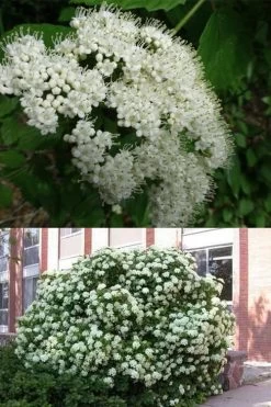 Arrowwood Viburnum - 3 Gallon Pot -Garden & Outdoor Sale Shop viburnum dentatum arrowwood 3