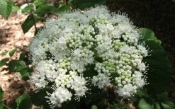 Arrowwood Viburnum - 3 Gallon Pot -Garden & Outdoor Sale Shop viburnum dentatum arrowwood 5