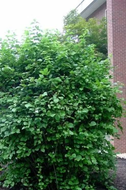 Arrowwood Viburnum - 3 Gallon Pot -Garden & Outdoor Sale Shop viburnum dentatum arrowwood 7