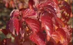 Arrowwood Viburnum - 3 Gallon Pot -Garden & Outdoor Sale Shop viburnum dentatum arrowwood 9