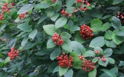 Mohican Arrowwood Viburnum - 6 Gallon Pot (4-5') -Garden & Outdoor Sale Shop viburnum lantana mohican 3