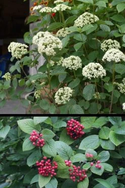 Mohican Arrowwood Viburnum - 6 Gallon Pot (4-5') -Garden & Outdoor Sale Shop viburnum lantana mohican 4