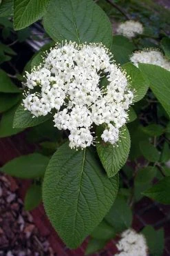 Mohican Arrowwood Viburnum - 6 Gallon Pot (4-5') -Garden & Outdoor Sale Shop viburnum lantana mohican 5