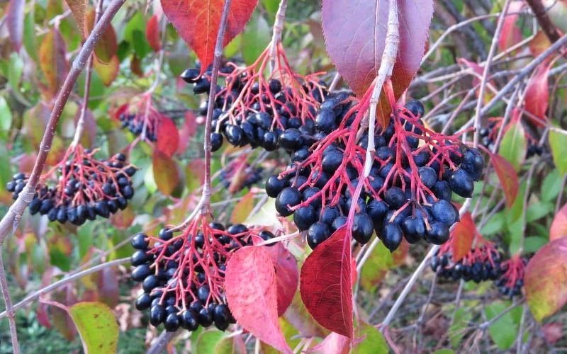 Nannyberry Viburnum - 3 Pack Of 1.5 Quart Pots 6 Nannyberry Viburnum - 3 Pack Of 1.5 Quart Pots - Image 4