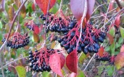 Nannyberry Viburnum - 3 Gallon Pot -Garden & Outdoor Sale Shop viburnum lentago nannyberry 2