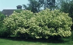 Nannyberry Viburnum - 3 Gallon Pot -Garden & Outdoor Sale Shop viburnum lentago nannyberry 4