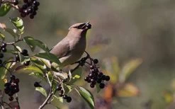 Nannyberry Viburnum - 3 Gallon Pot -Garden & Outdoor Sale Shop viburnum lentago nannyberry 5