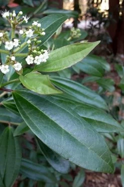 Moonlit Lace Viburnum - 6 Pack Of 1 Gallon Pots -Garden & Outdoor Sale Shop viburnum moonlit lace 5 1