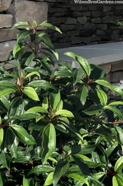 Moonlit Lace Viburnum - 1 Gallon Pot -Garden & Outdoor Sale Shop viburnum moonlit lace 8 3