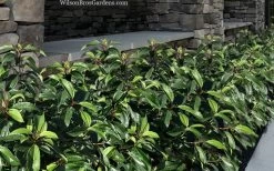 Moonlit Lace Viburnum - 7 Gallon Pot -Garden & Outdoor Sale Shop viburnum moonlit lace 9 2