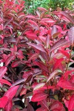 Winterthur Viburnum - 3 Gallon Pot -Garden & Outdoor Sale Shop viburnum nudum winterthur 100 1