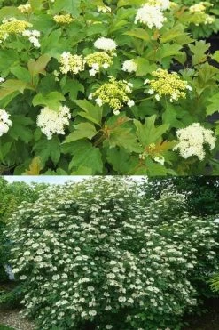 Dwarf European Cranberry Bush - 1 Gallon Pot -Garden & Outdoor Sale Shop viburnum opulus compactum dwarf european cranberry bush 10