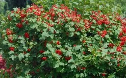 Dwarf European Cranberry Bush - 5 Gallon Pot -Garden & Outdoor Sale Shop viburnum opulus compactum dwarf european cranberry bush 2 1