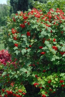 Dwarf European Cranberry Bush - 1 Gallon Pot -Garden & Outdoor Sale Shop viburnum opulus compactum dwarf european cranberry bush 3