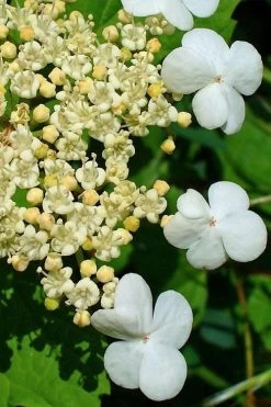 Dwarf European Cranberry Bush - 5 Gallon Pot -Garden & Outdoor Sale Shop viburnum opulus compactum dwarf european cranberry bush 7 1