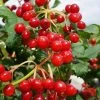 Dwarf European Cranberry Bush - 1 Gallon Pot -Garden & Outdoor Sale Shop viburnum opulus compactum dwarf european cranberry bush 9