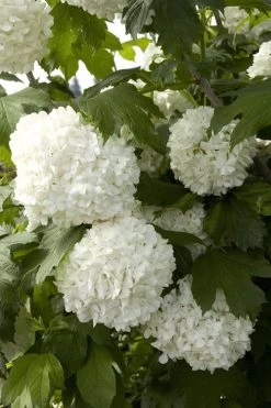 Eastern Snowball Viburnum Bush - 1 Gallon Pot -Garden & Outdoor Sale Shop viburnum opulus sterile eastern snowball 2