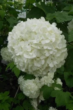 Eastern Snowball Viburnum Bush - 1 Gallon Pot -Garden & Outdoor Sale Shop viburnum opulus sterile eastern snowball 3