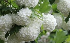 Eastern Snowball Viburnum Bush - 1 Gallon Pot -Garden & Outdoor Sale Shop viburnum opulus sterile eastern snowball 4