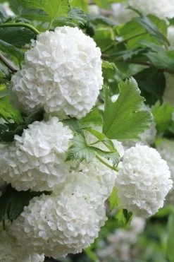 Eastern Snowball Viburnum Bush - 1 Gallon Pot -Garden & Outdoor Sale Shop viburnum opulus sterile eastern snowball 5