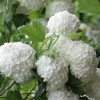 Eastern Snowball Viburnum Bush - 3 Gallon Pot -Garden & Outdoor Sale Shop viburnum opulus sterile eastern snowball 6 1