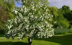 Eastern Snowball Viburnum Bush - 1 Gallon Pot -Garden & Outdoor Sale Shop viburnum opulus sterile eastern snowball 9
