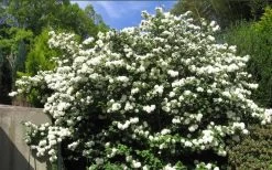 Japanese Snowball Bush (Viburnum Plicatum) - 2 Gallon Pot 11 Japanese Snowball Bush (Viburnum Plicatum) - 2 Gallon Pot -Garden & Outdoor Sale Shop viburnum plicatum japanese snowball bush flowers 15