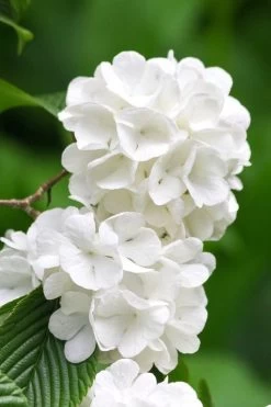 Japanese Snowball Bush (Viburnum Plicatum) - 2 Gallon Pot 12 Japanese Snowball Bush (Viburnum Plicatum) - 2 Gallon Pot -Garden & Outdoor Sale Shop viburnum plicatum japanese snowball flowers 10